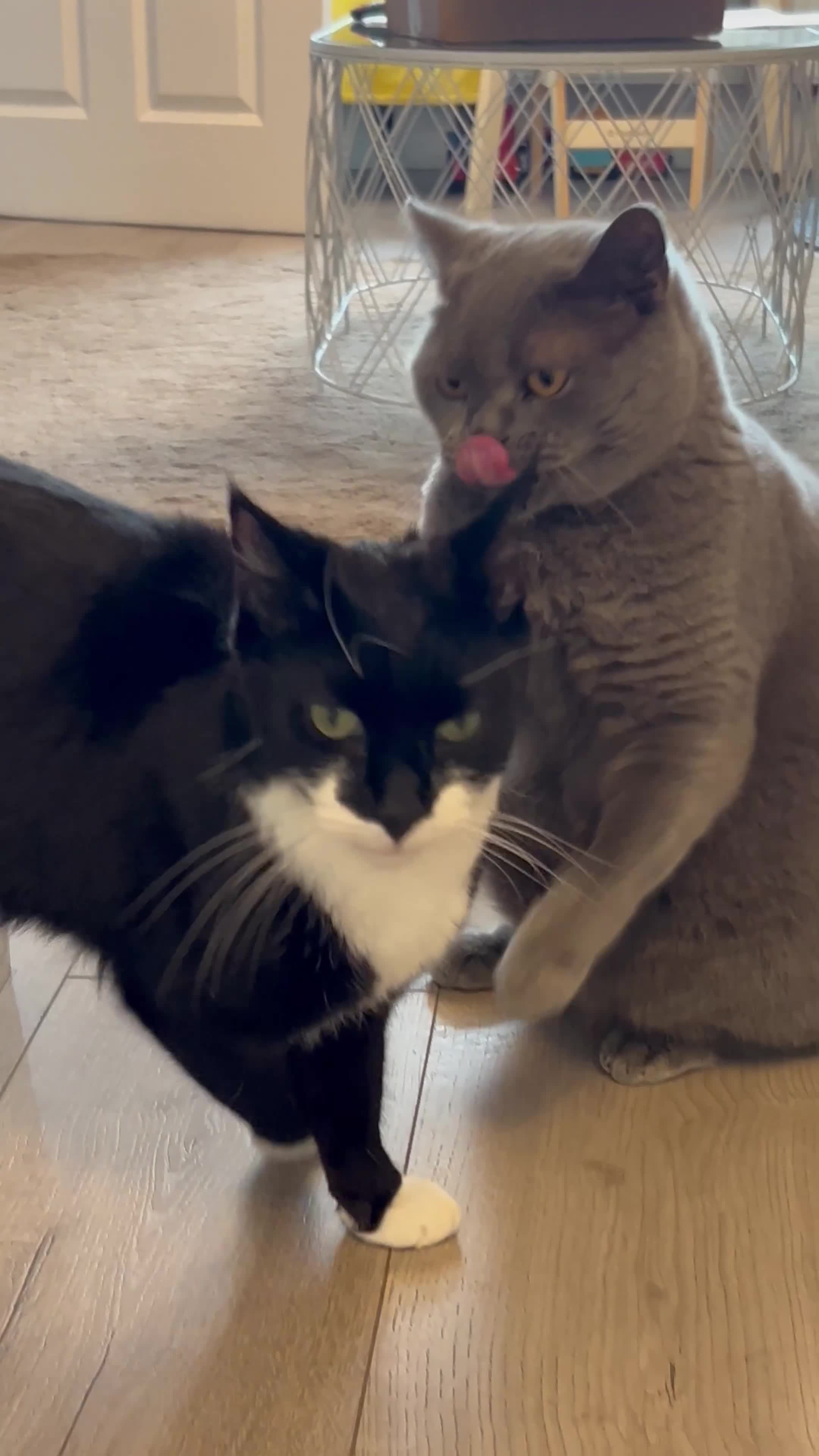 British Shorthair cats for sale: British Shorthair & DSH - Bonded House Cats - Video 4