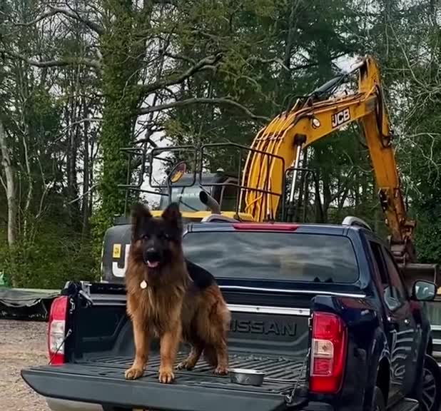 German Shepherd dogs for sale: Beautiful German Shepherd Puppies - Video 2