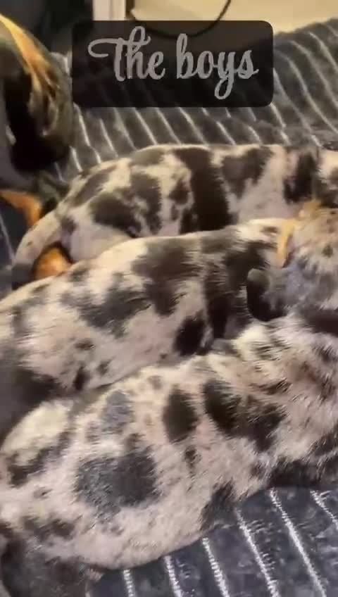 Dachshund dogs for sale: Beautiful litter of miniature daschunds  - Video 2