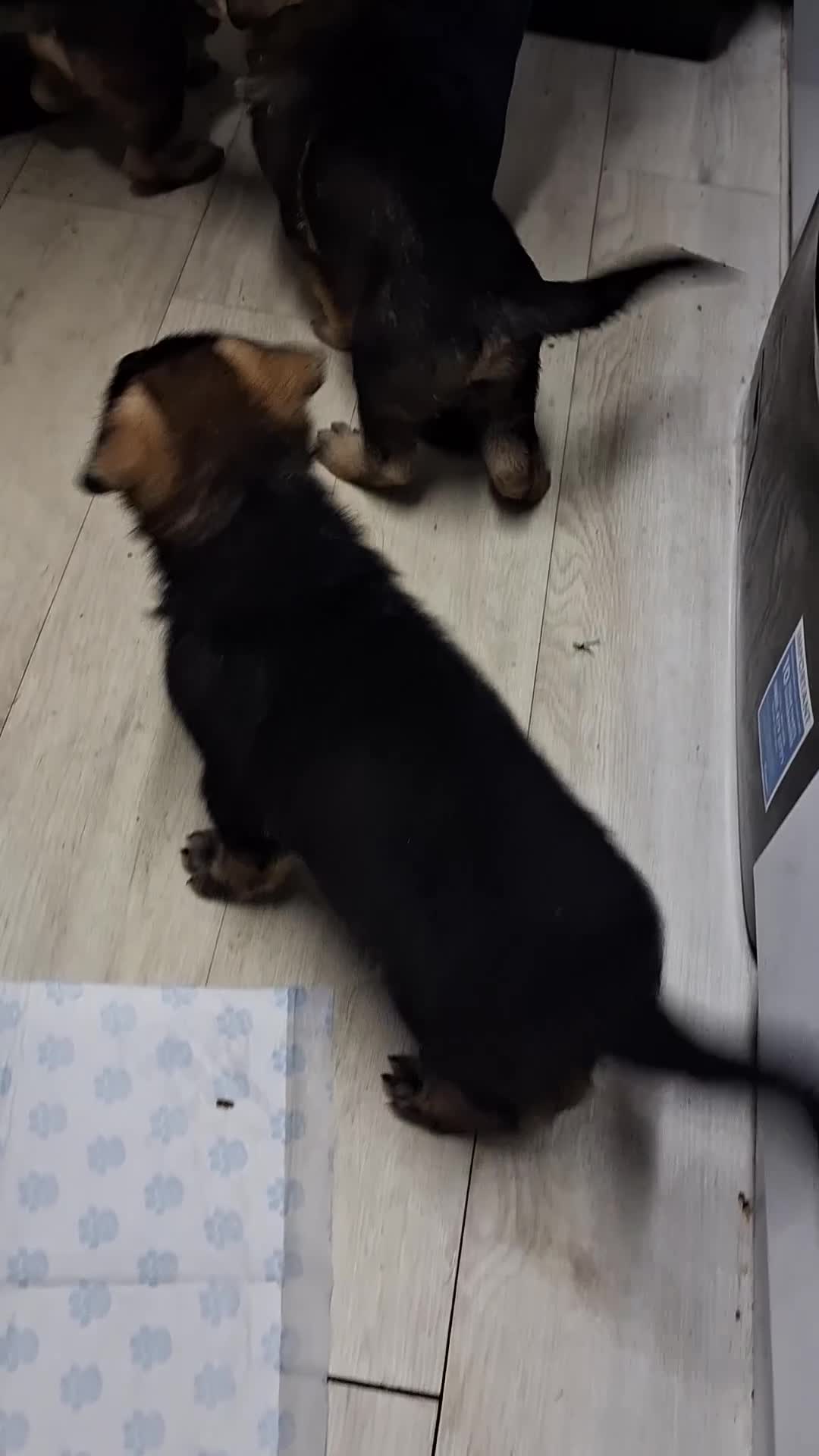 German Shepherd dogs for sale: APPROVED GSD PUPPIES,BLACK AND TAN,SABLE,SEE ALL P - Video 5