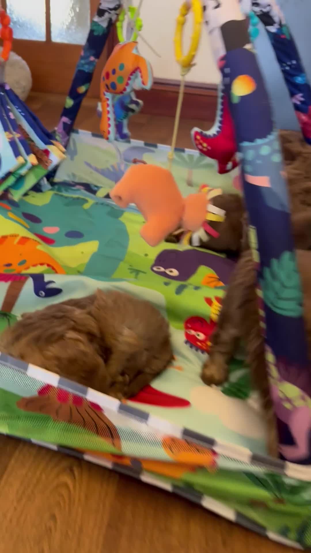 Cavapoo dogs for sale: Extensively health tested Cavapoo Pups - Video 2