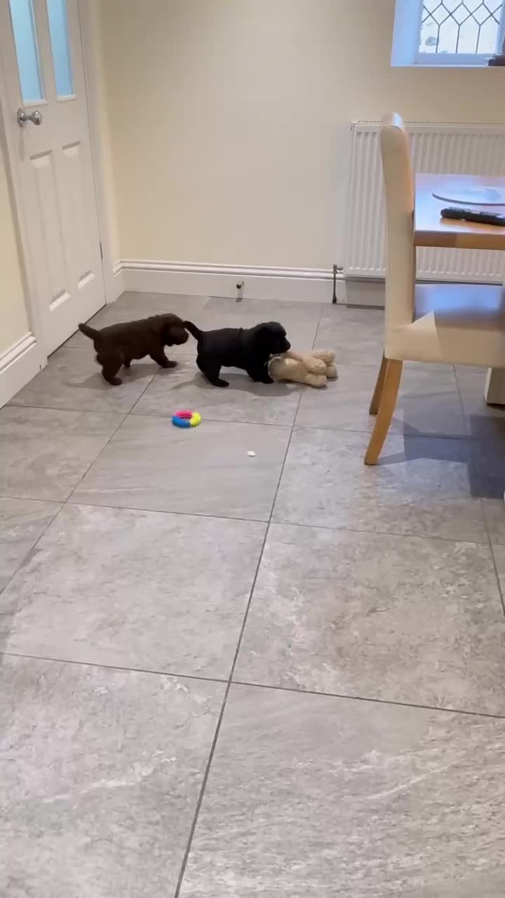 Labrador Retriever dogs for sale: KC registered Labradors - Video 1