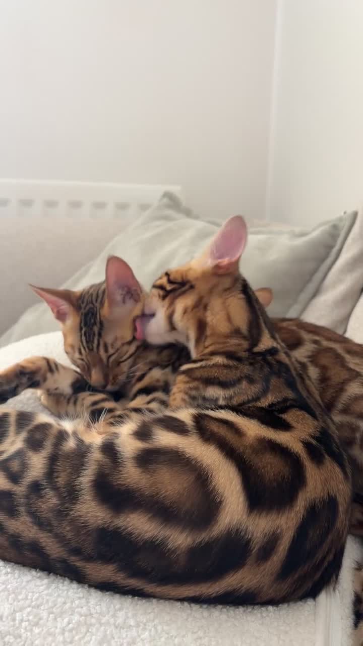 Bengal cats for sale: Two Bengal Kittens - Video 1