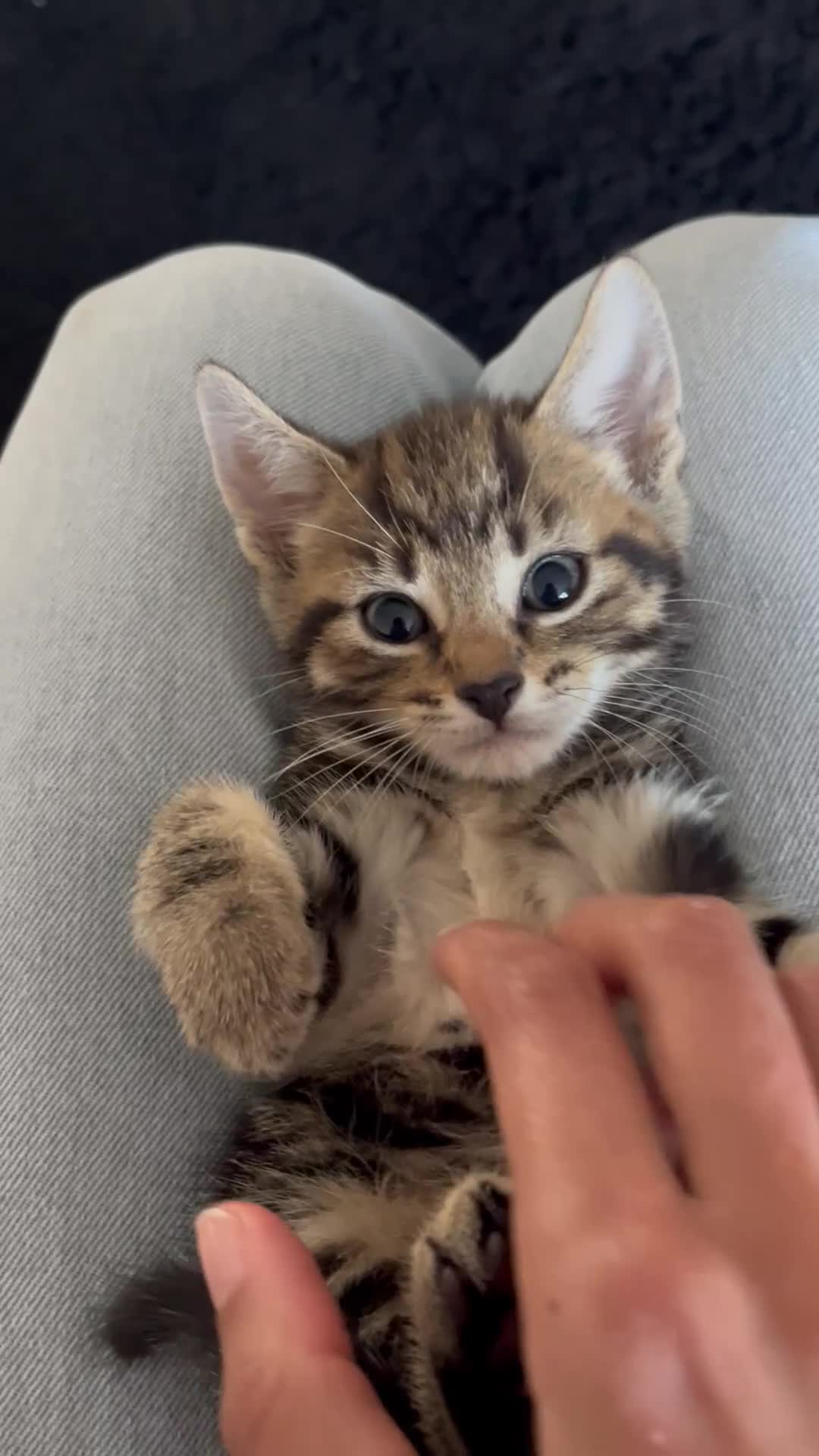 British Shorthair cats for sale: Beautiful 10 week old male kitten  - Video 1
