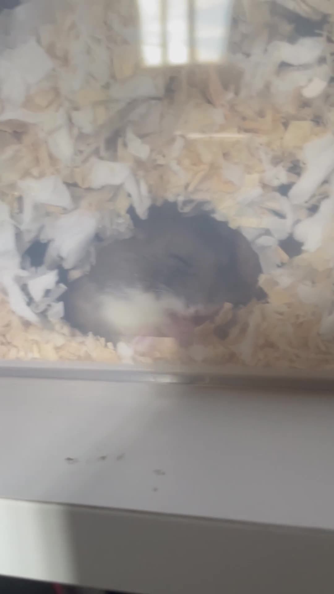 Hamster rodents for sale: Hamster  - Video 2