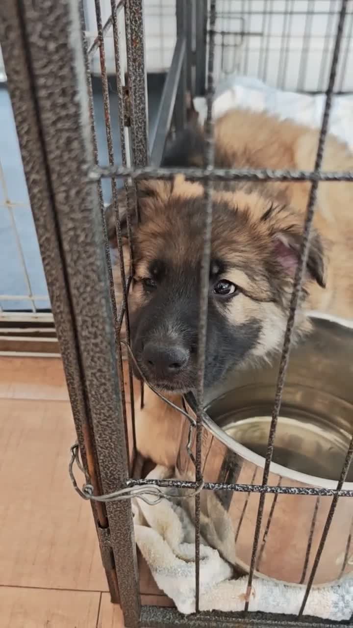 German Shepherd dogs for sale: German Shepherd puppy - Video 2