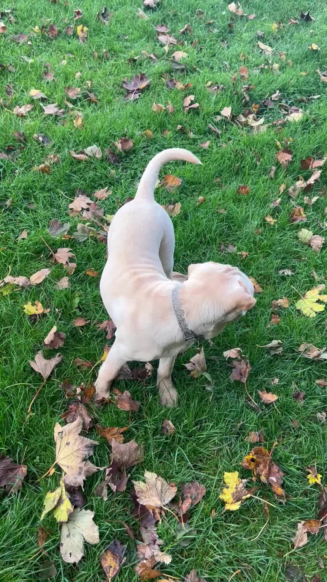 Mixed Breed dogs for sale: Beautiful Shar-Pei x Cocker Spaniel pup - Video 1