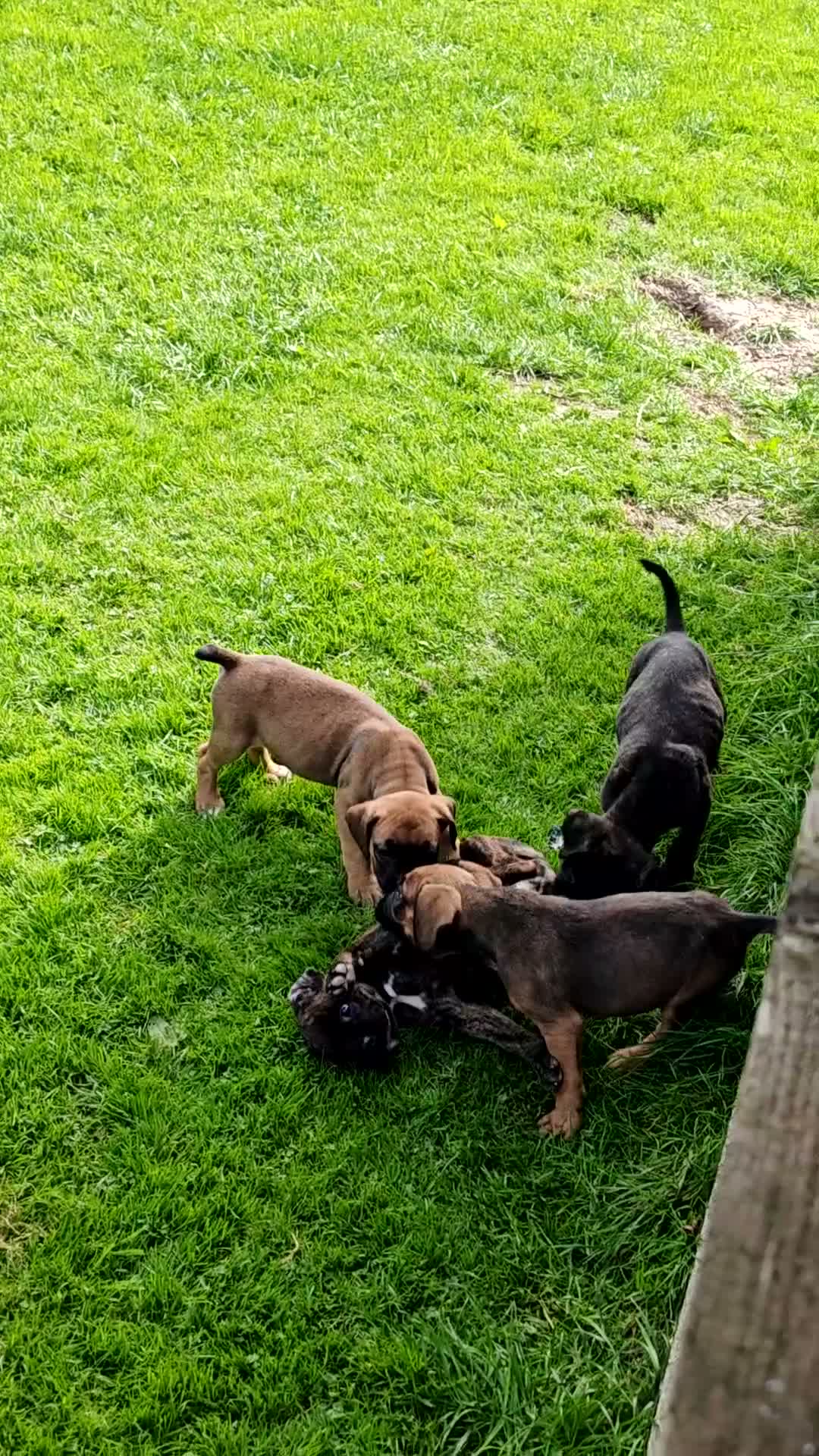 Boxer dogs for sale: Boxer pups only 3 boys left - Video 2