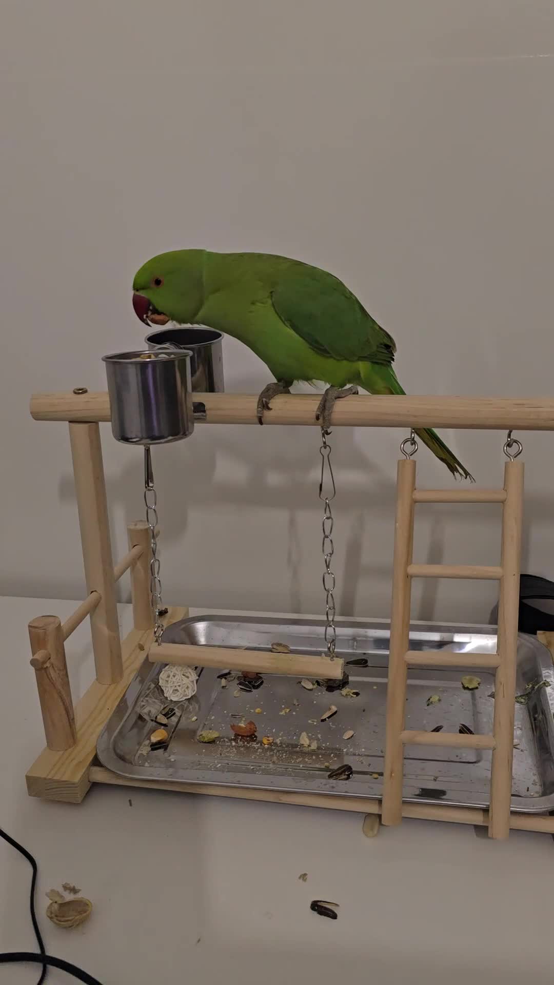 Parrots birds for sale: Indian green neck parrot in Hitchin - Video 2