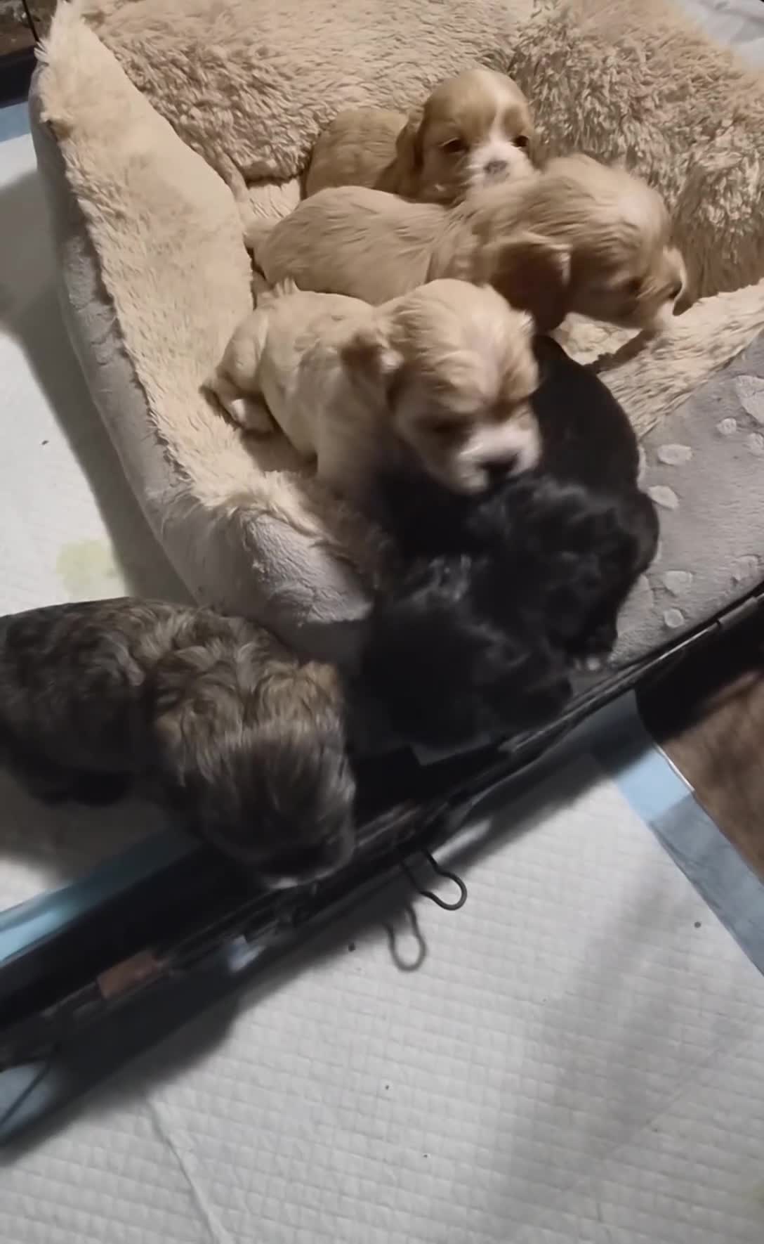 Cava Tzu dogs for sale: Cava Tzu pups - Video 3