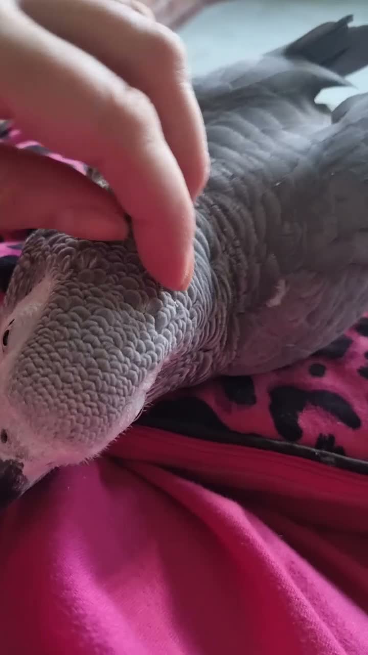 Parrots birds for sale: Harry  in Retford - Video 2