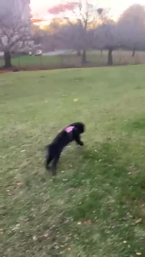 Mixed Breed dogs for sale: Beautiful Female Cockapoo  - Video 1