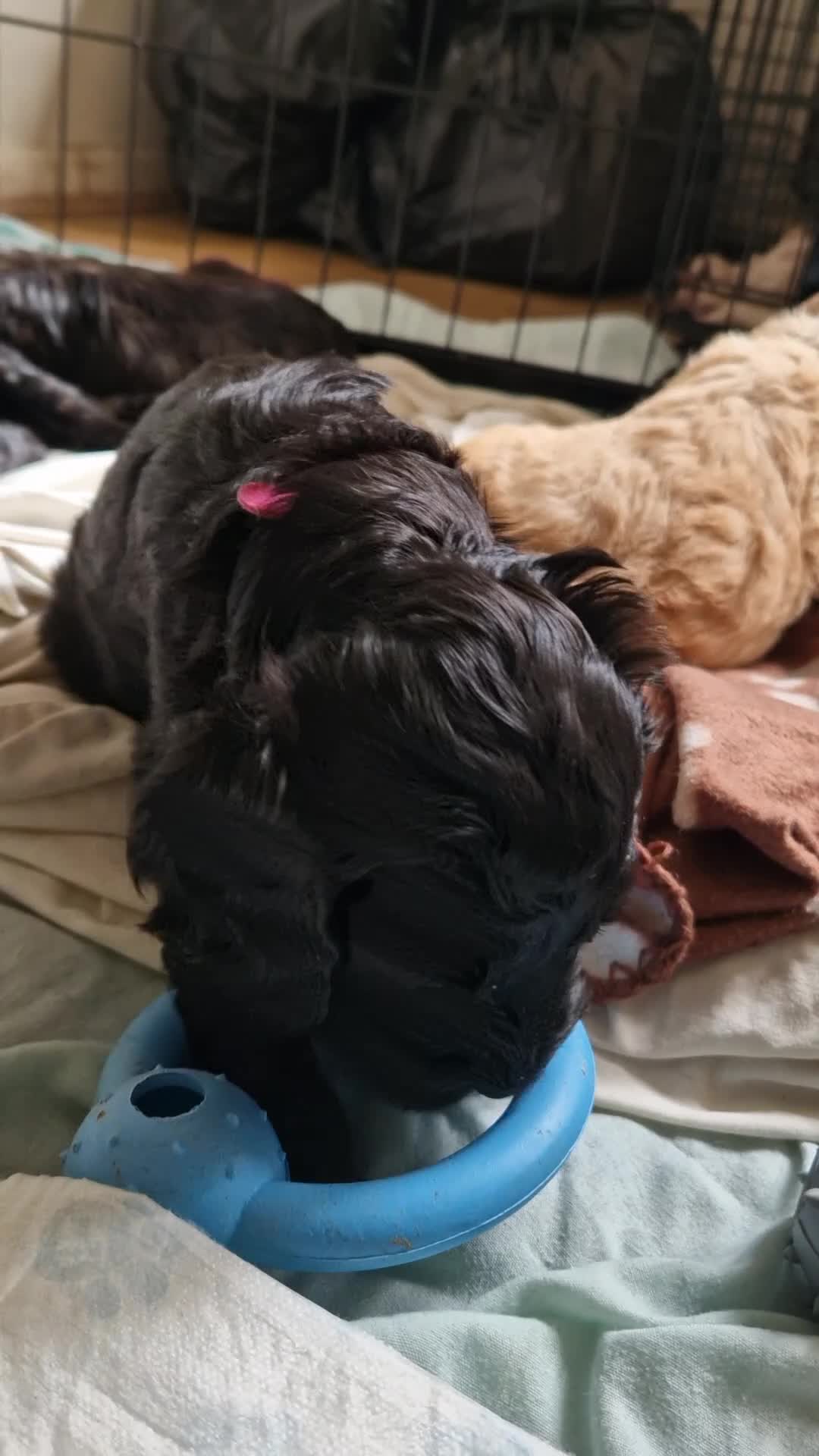 Cockapoo dogs for sale: F1b Cockapoos  - Video 3