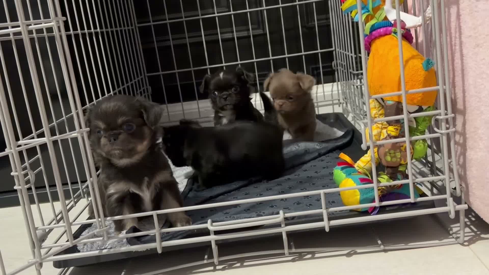 Chihuahua dogs for sale: Long coat chihuahua  - Video 4