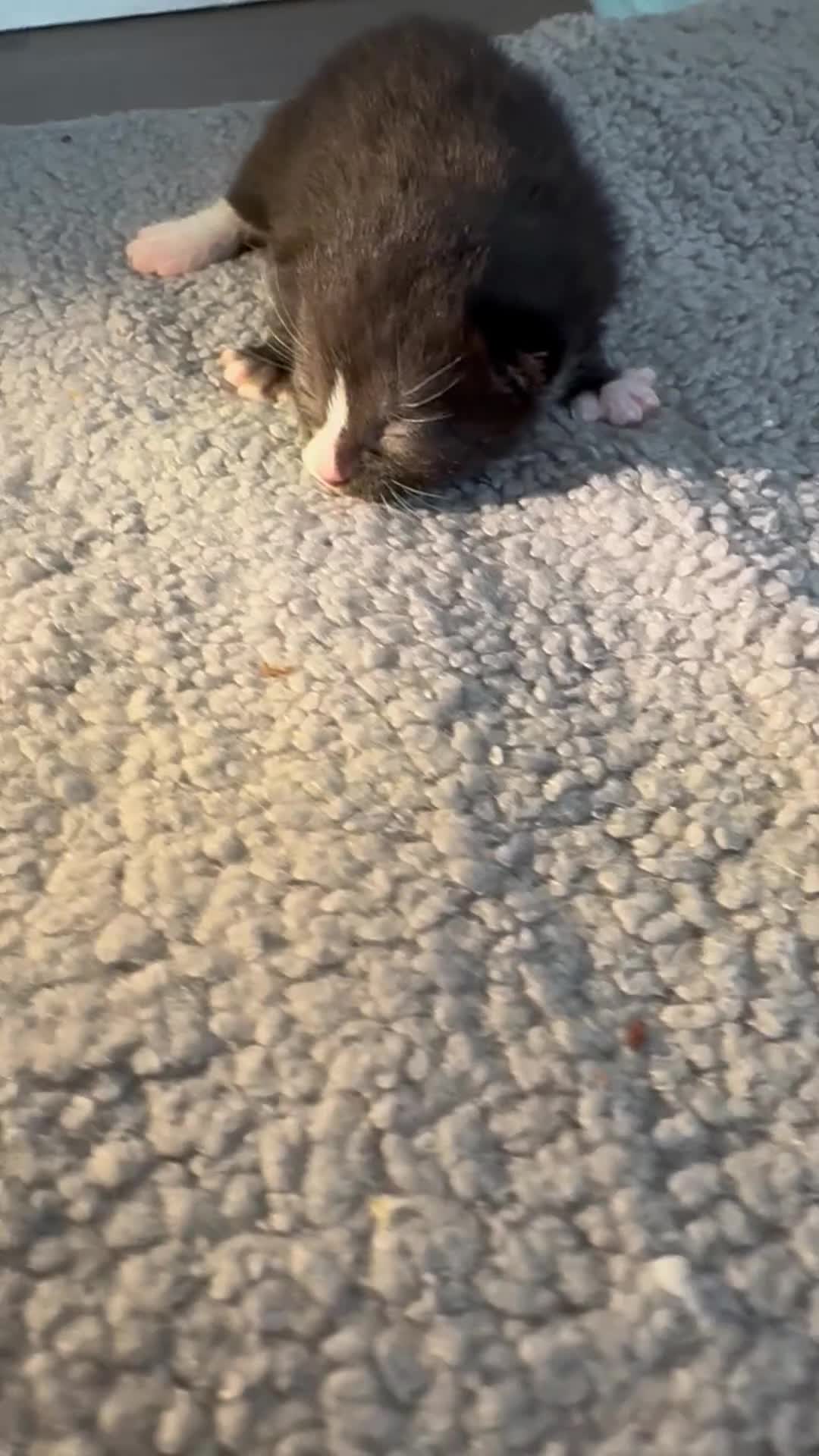 Siamese cats for sale: Siamese stunners  - Video 5