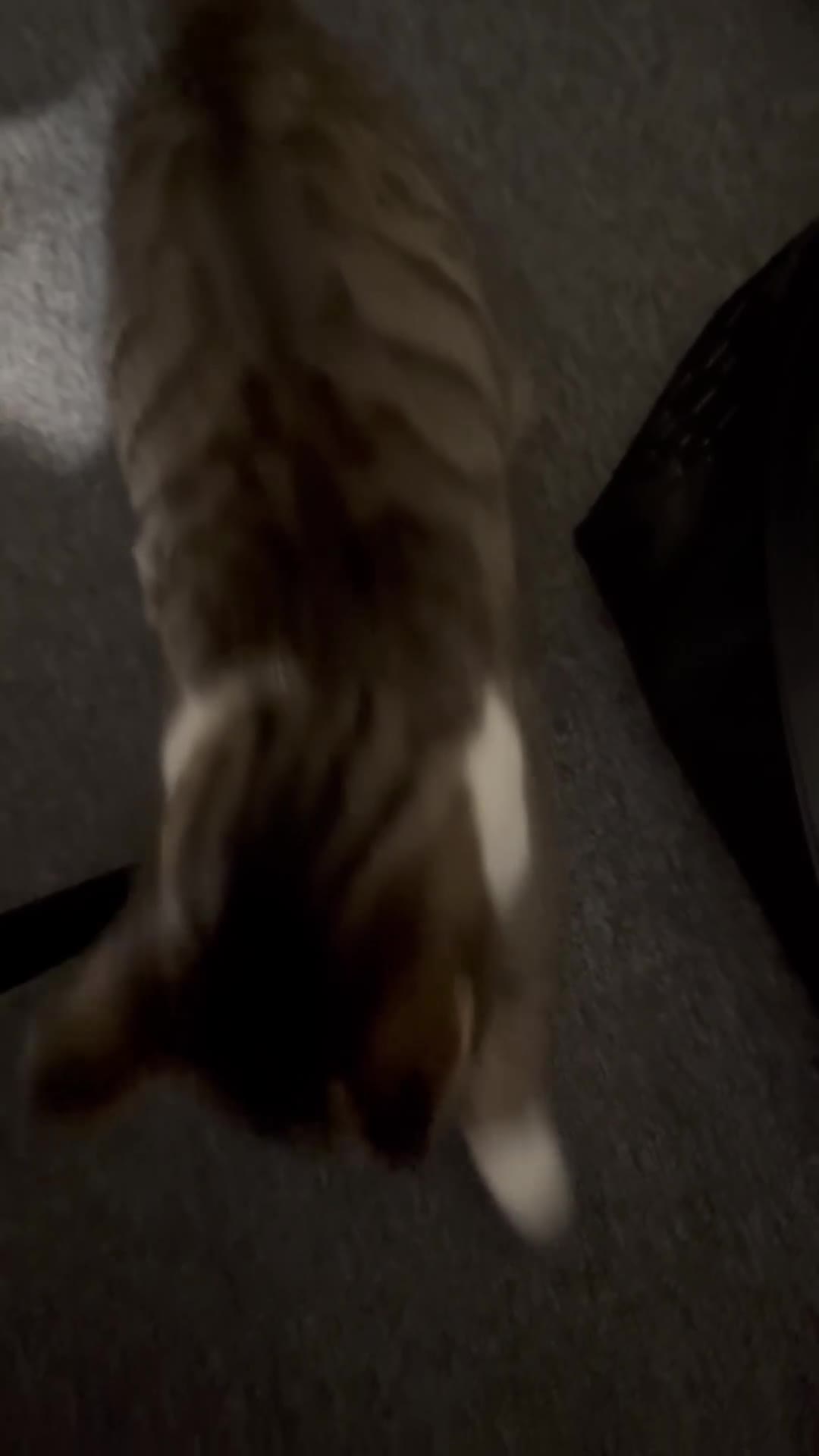 Mixed Breed cats for sale: beautiful tabby female cat, 7 months old. - Video 1