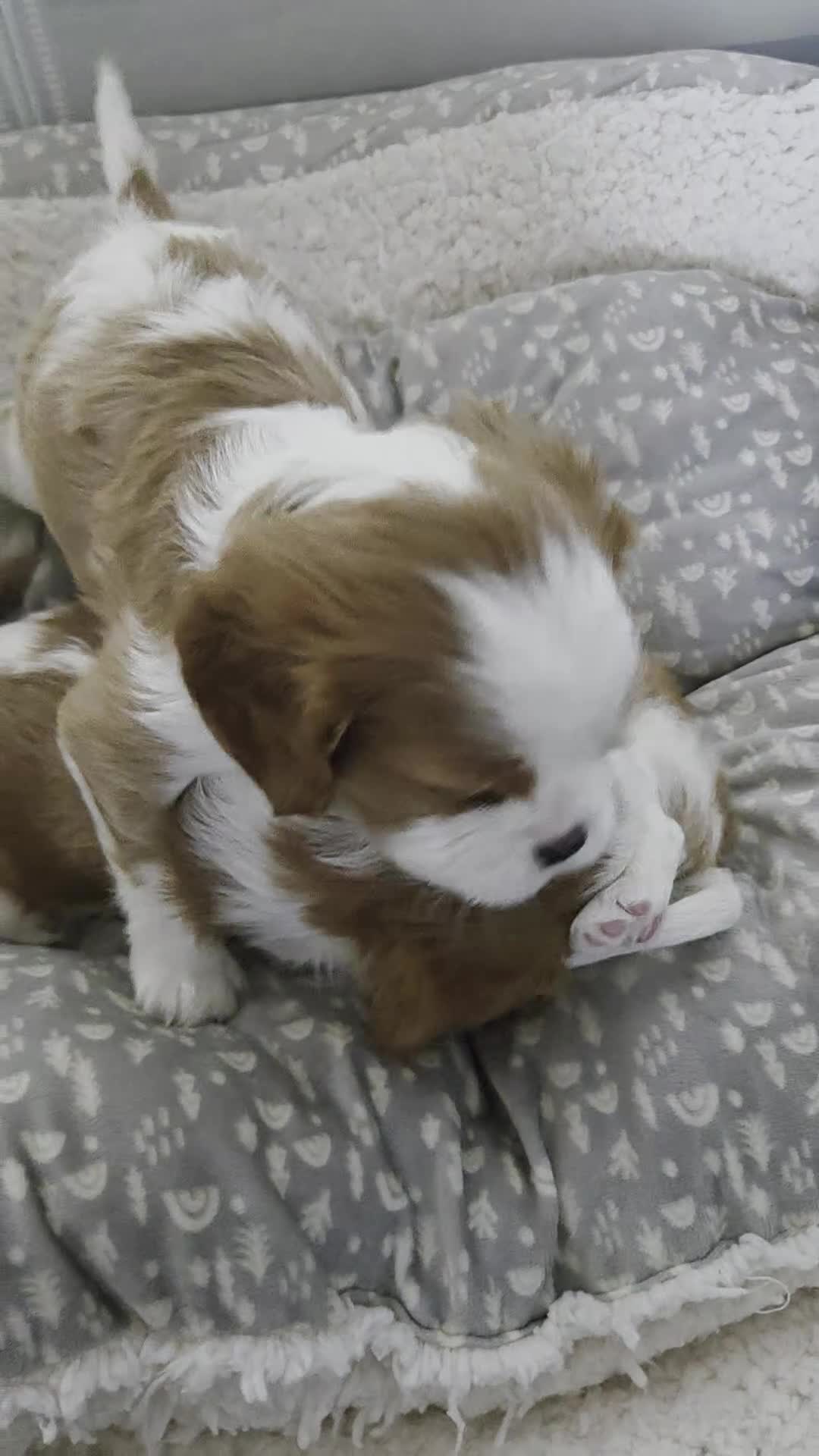 Cavalier King Charles Spaniel dogs for sale: Cavalier King Charles Spaniel 3 x puppies - Video 1
