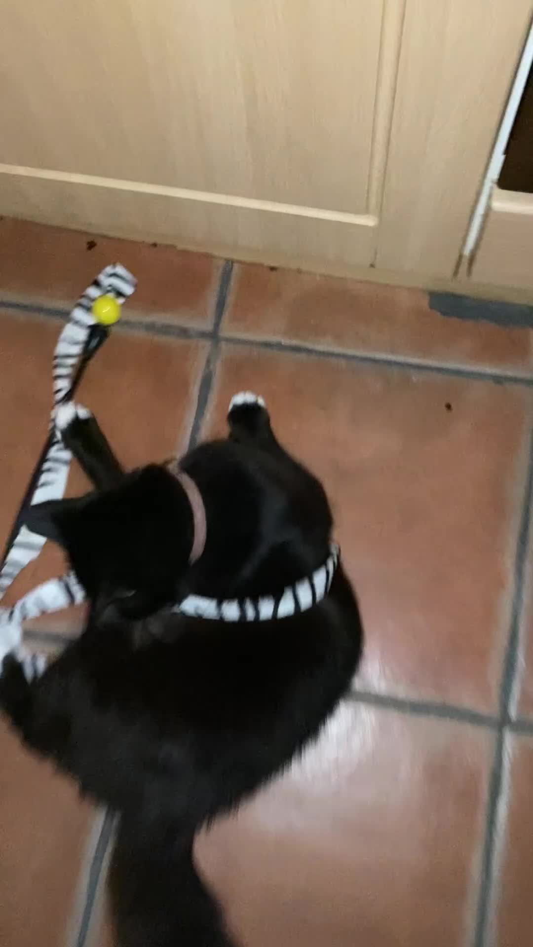 Mixed Breed cats for sale: RESCUSED but can not house  - Video 1