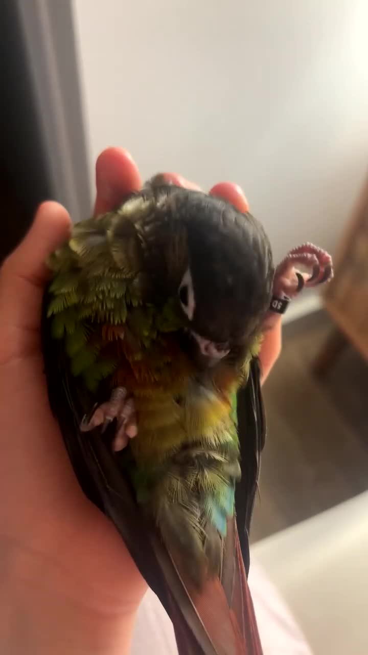 Conures birds for sale: URGENT SELL Tame 6-month old Male Conure in Wembley - Video 1