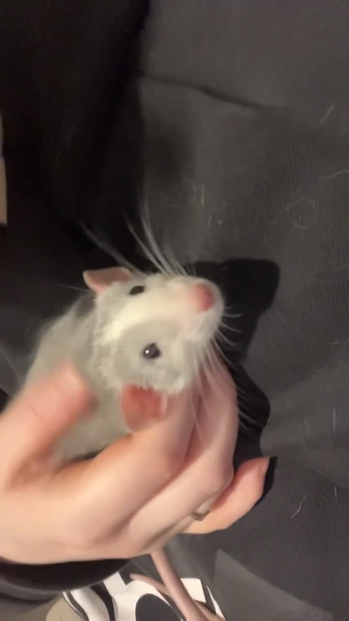 Rat rodents for sale: Basil and bandit  - Video 1