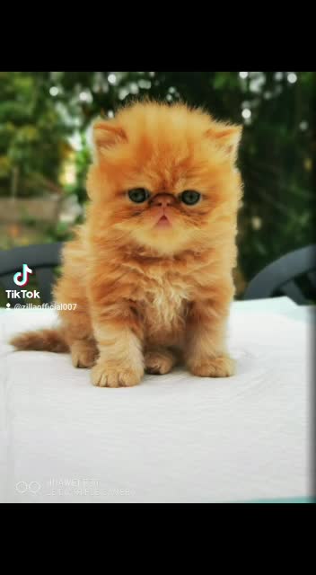 Persian cats for stud: Brown Teddy Bear Persian Stud in Wells - Video 2