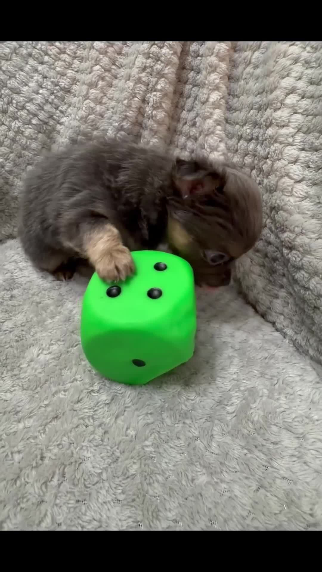 Chihuahua dogs for sale: Female Rare blue tan LC and black tri colour  - Video 1