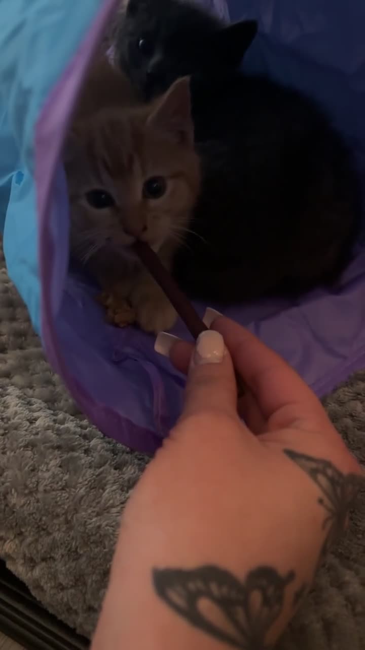 Mixed Breed cats for sale: Two female kittens - Video 1