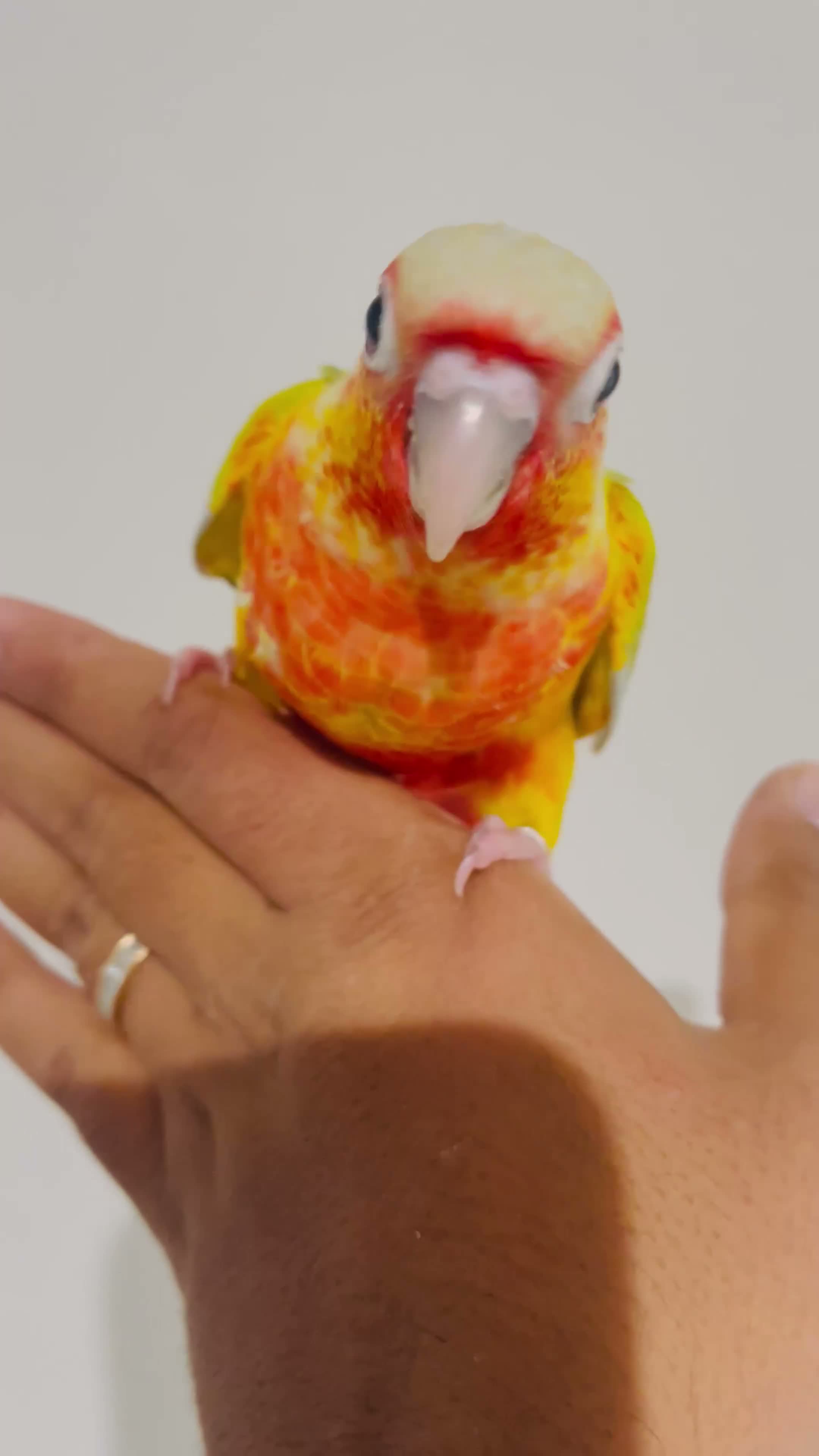 Conures birds for sale: Hand reared conures for sale  - Video 2