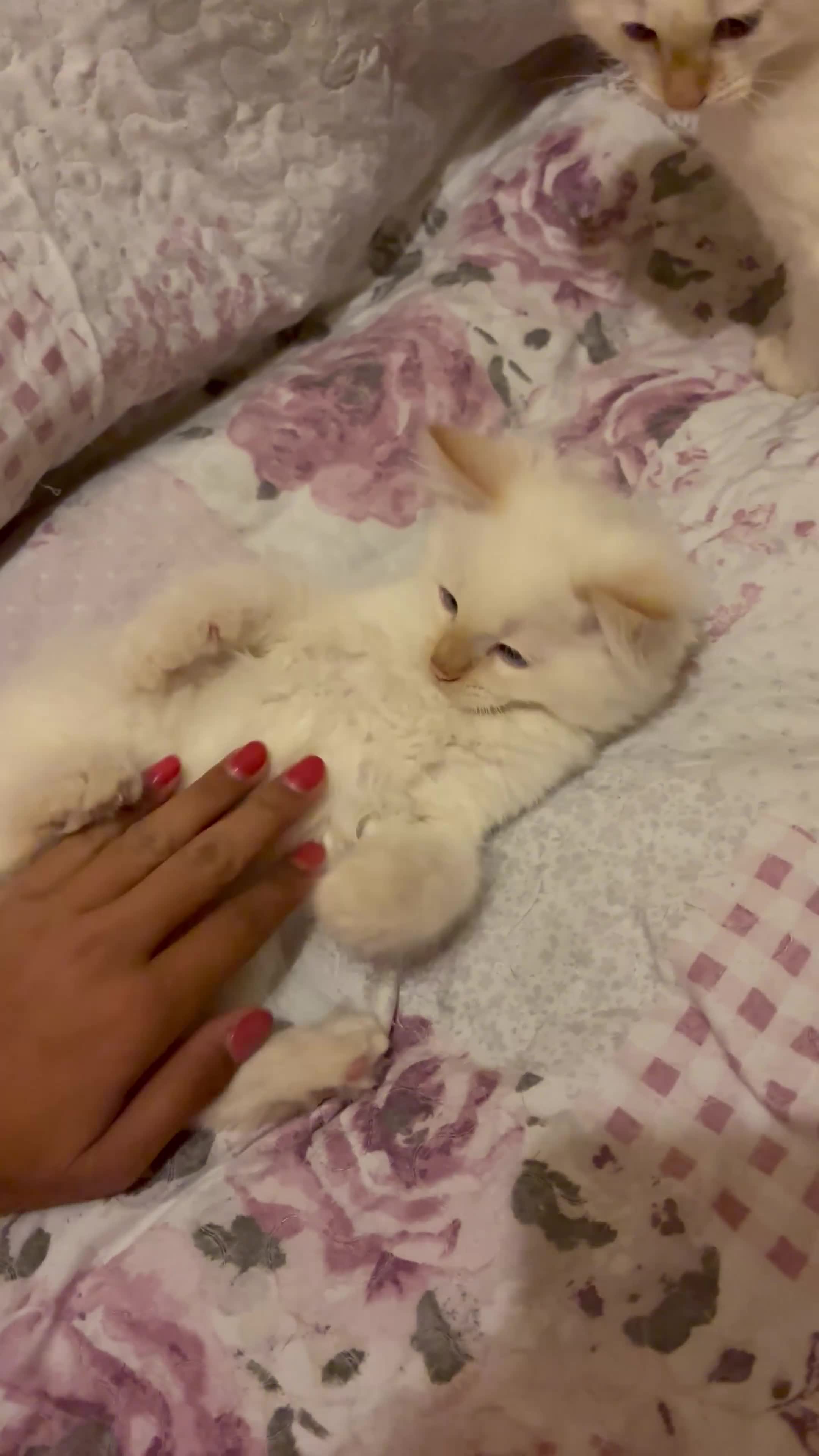 Ragdoll cats for sale: Male kitten ONE LEFT, Ragdoll dad, mum Siamese - Video 4
