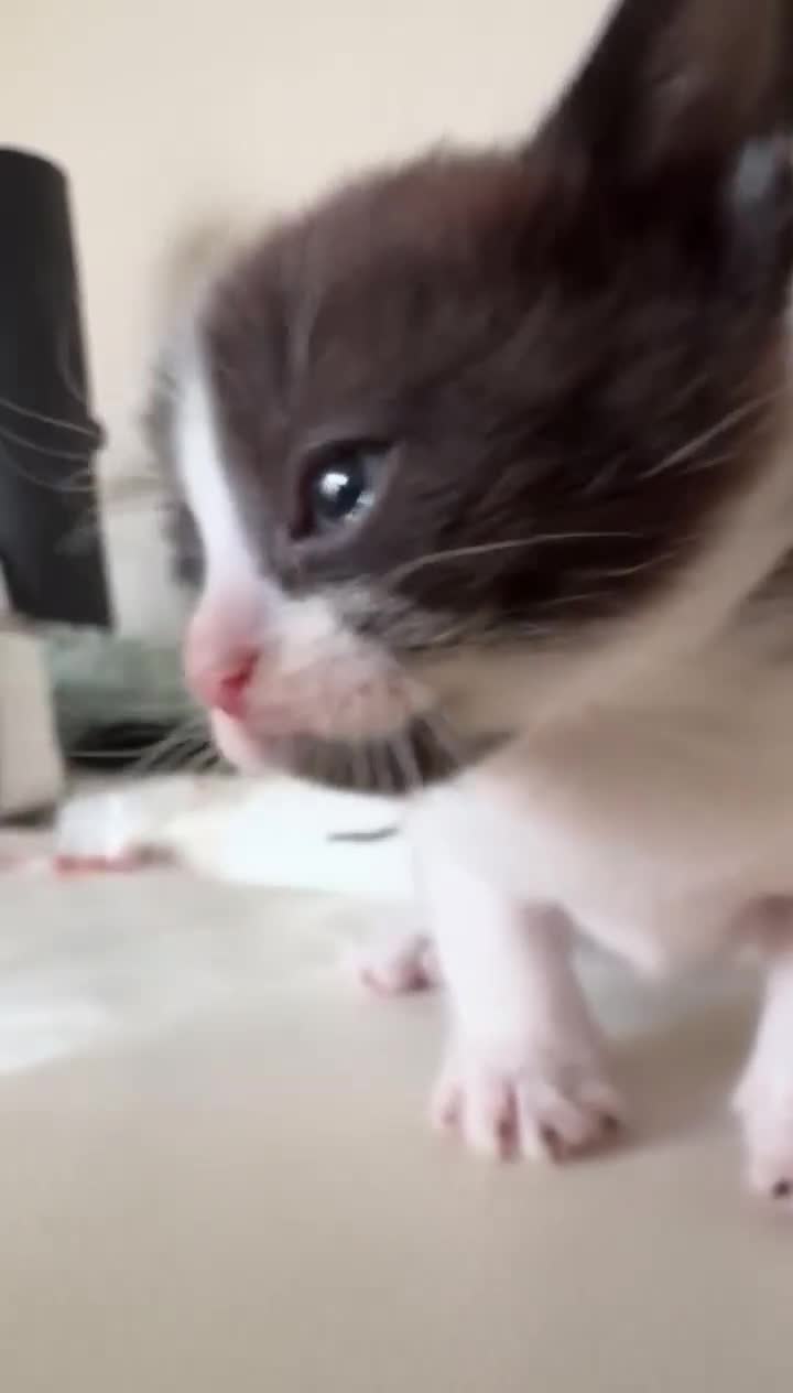 Mixed Breed cats for sale: 4 beautiful kittens, Bengal & British shorthair - Video 1