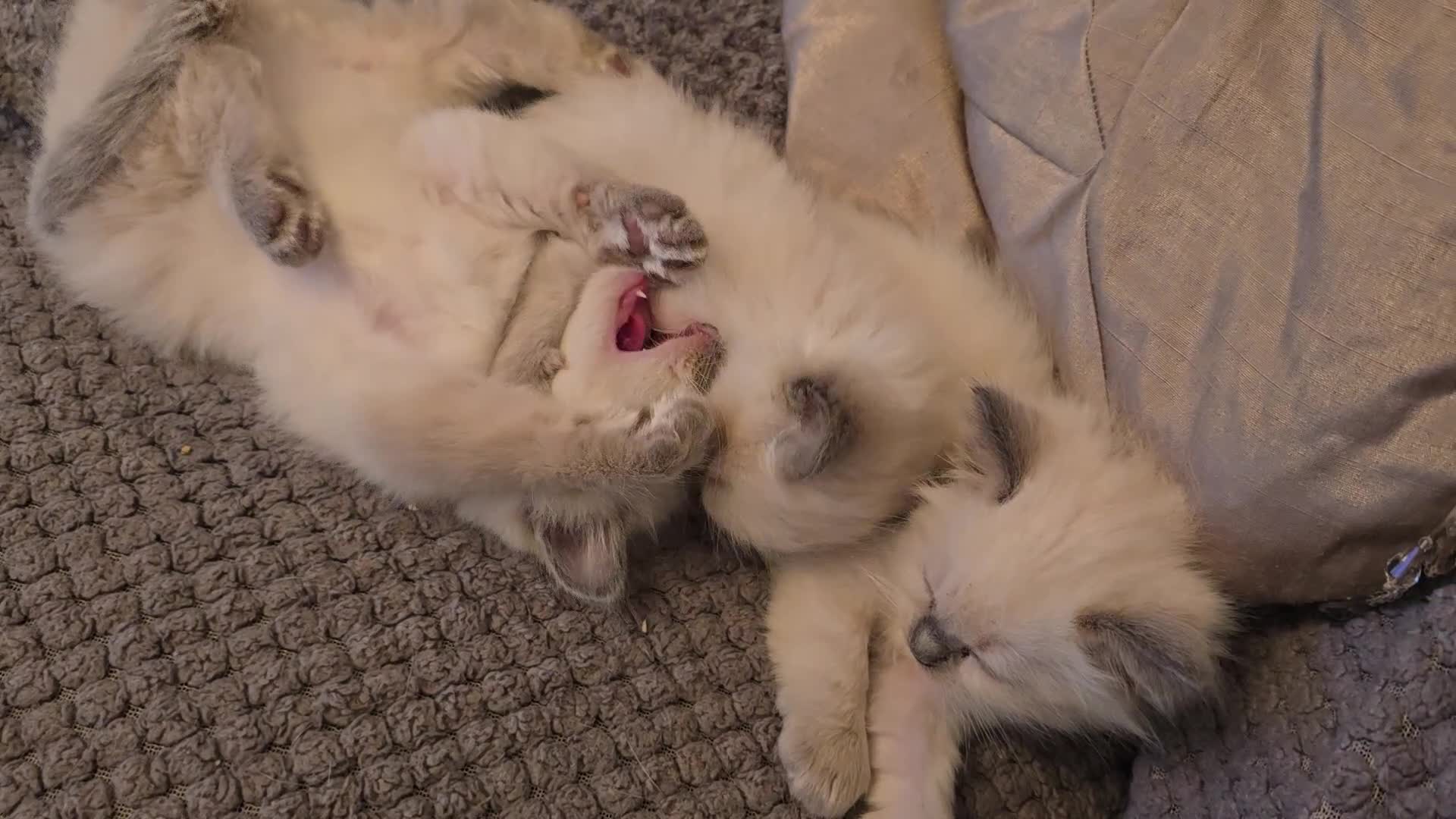 Ragdoll cats for sale: Pure bred Ragdoll kittens in Pontypridd - Video 2