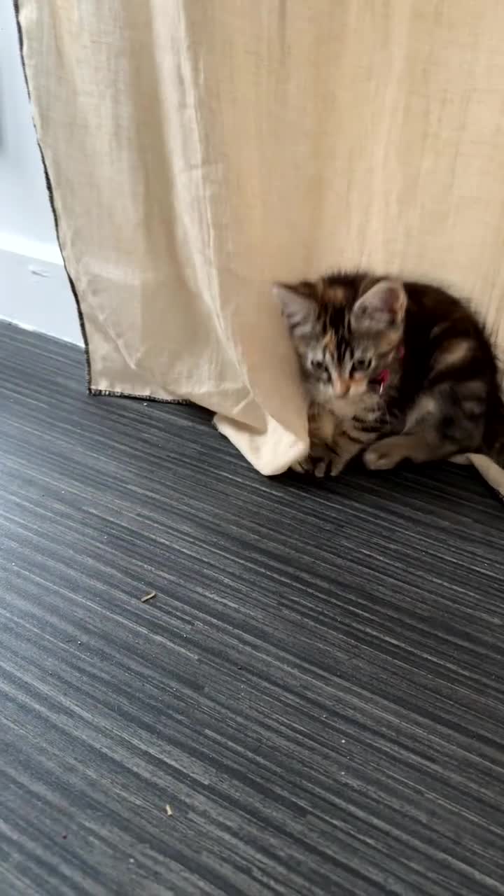 British Shorthair cats for sale: Tilly Female British Shorthair Kitten  - Video 1