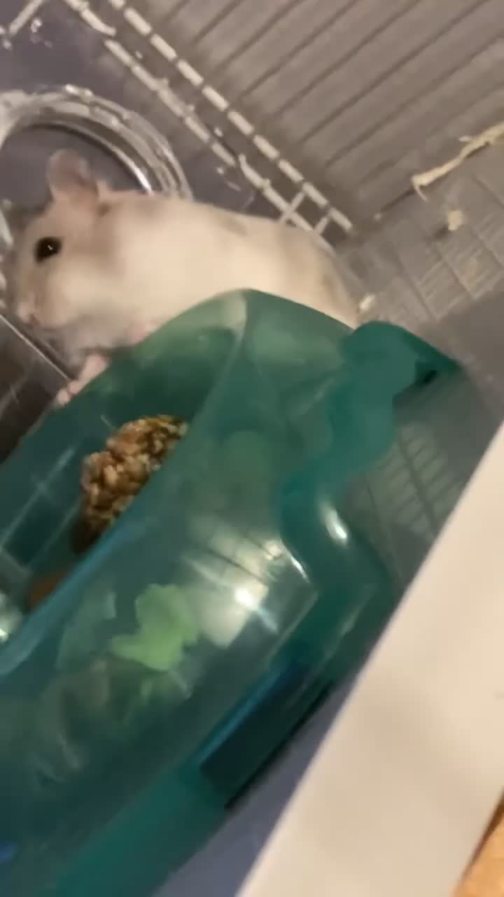 Hamster rodents for sale: Russian dwarf hanster - Video 2