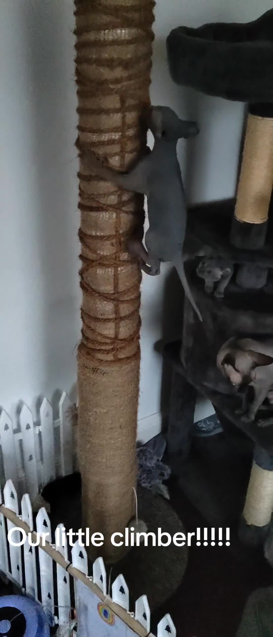 Sphynx cats for sale: Pair of Silver-Blue Elf Sphynx  - Video 1