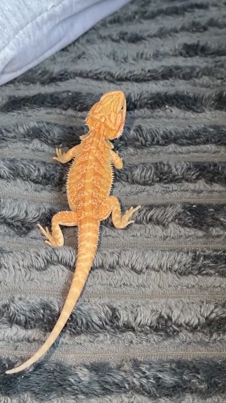 Bearded Dragon reptiles for sale: Young Bearded Dragon in Maryport - Video 1