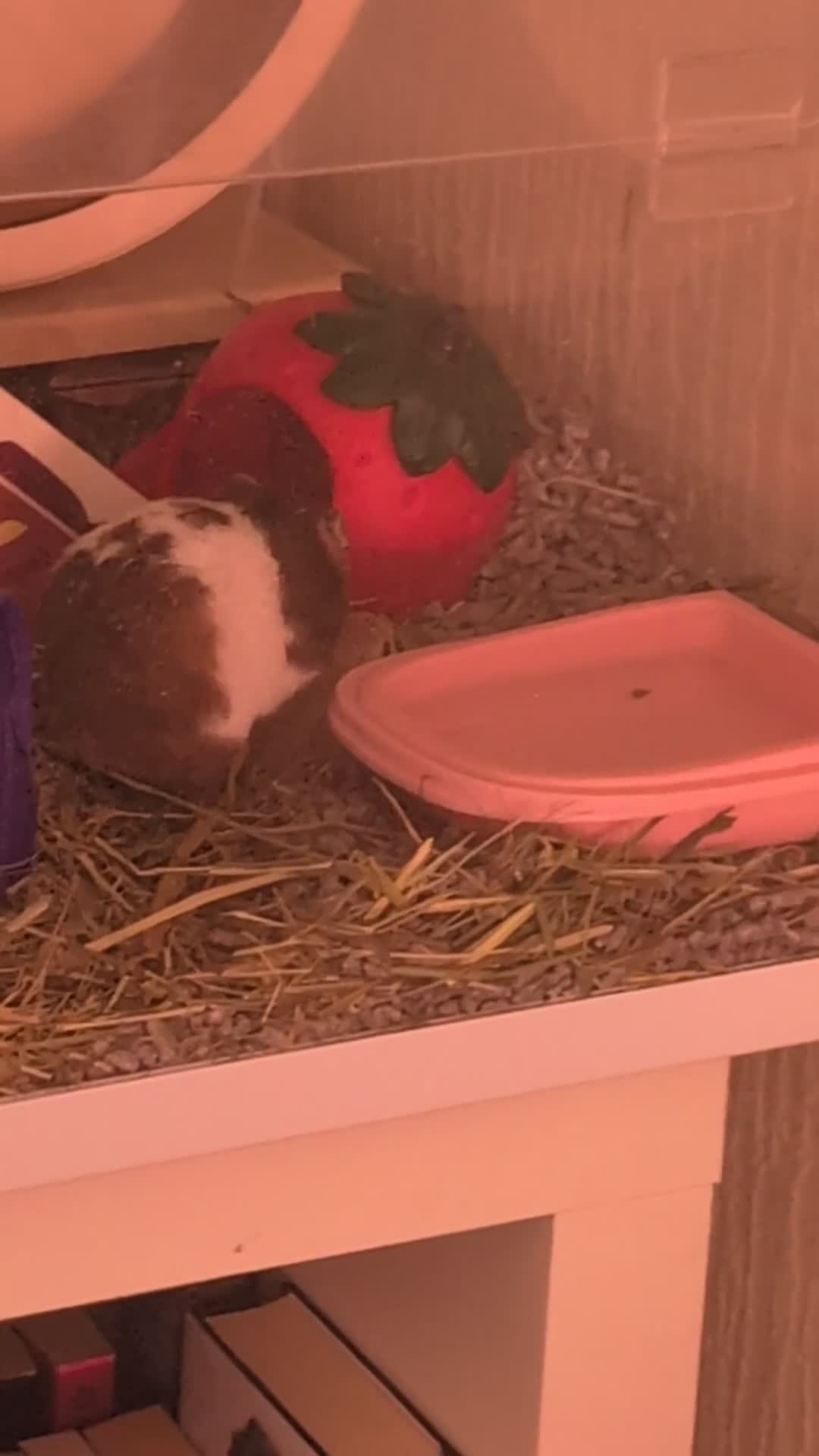 Hamster rodents for sale: Princess Strawb: The Hamster - Video 1