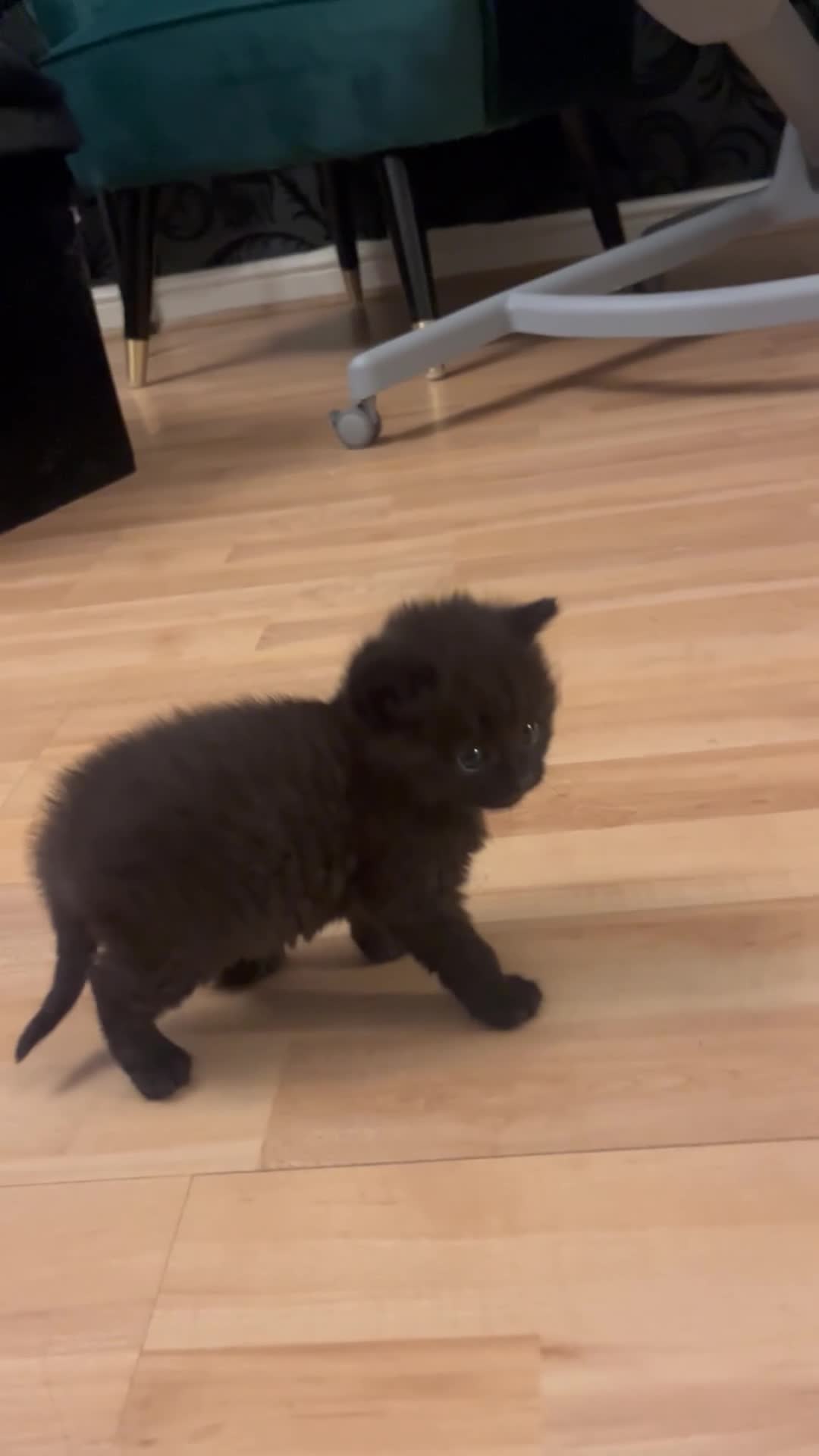 British Shorthair cats for sale: Black short hairs  - Video 1