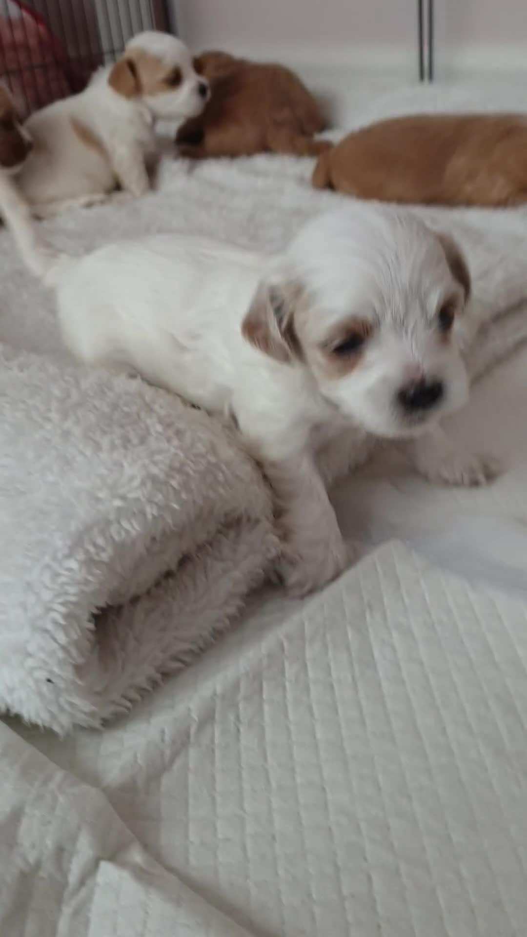 Maltipoo dogs for sale: 6 Pedigree Club registered Maltipoo puppies - Video 1