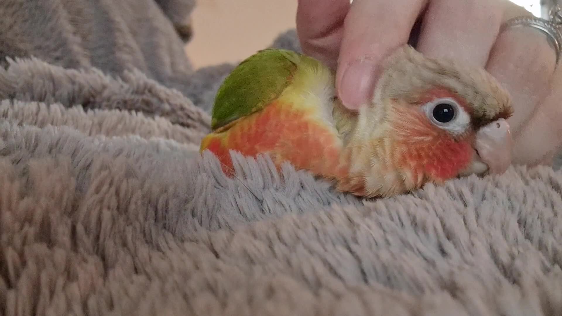 Conures birds for sale: Beautiful fully hand reared conure baby's  - Video 1