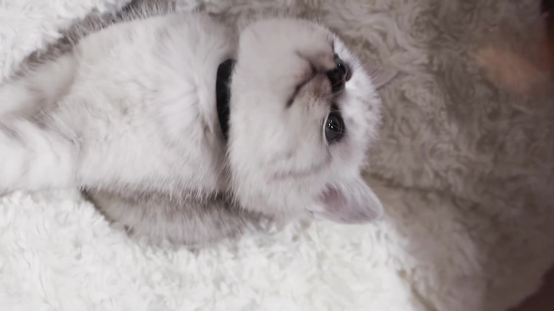 British Shorthair cats for sale:  Pedigree British shorthair with tica registered  - Video 3