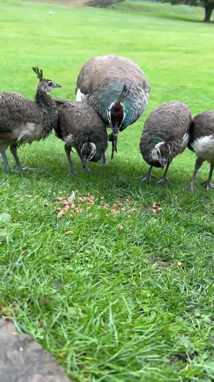 Mixed Breed birds for sale: Peacock chicks ready for new homes - Video 1