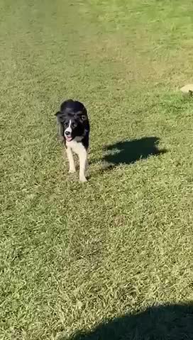 Border Collie dogs for stud: ISDS/KC Registered Border Collie for Stud in York - Video 2