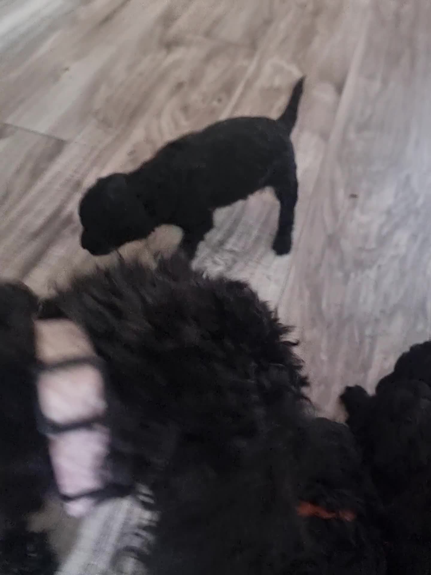 Shihpoo dogs for sale: Shihpoo puppies  - Video 2