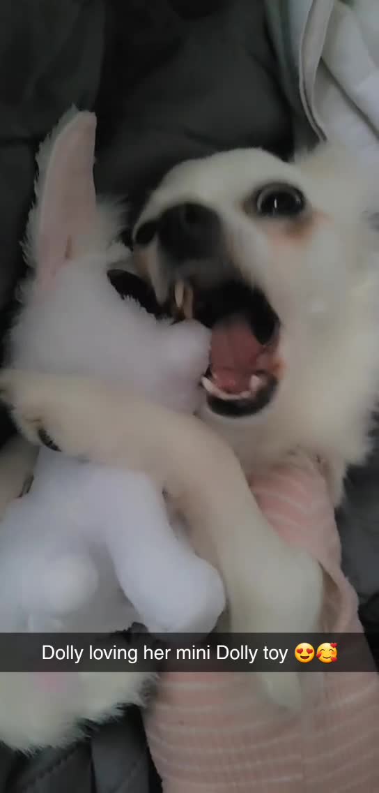 Chihuahua dogs for sale: Dolly Daydream, price negotiable for right home ❤️ - Video 1