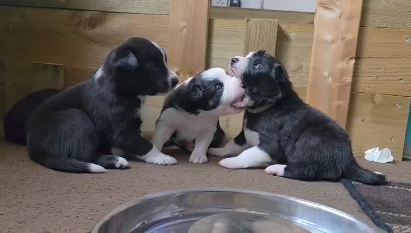 Border Collie dogs for sale: 3 male border collie pups available  - Video 2