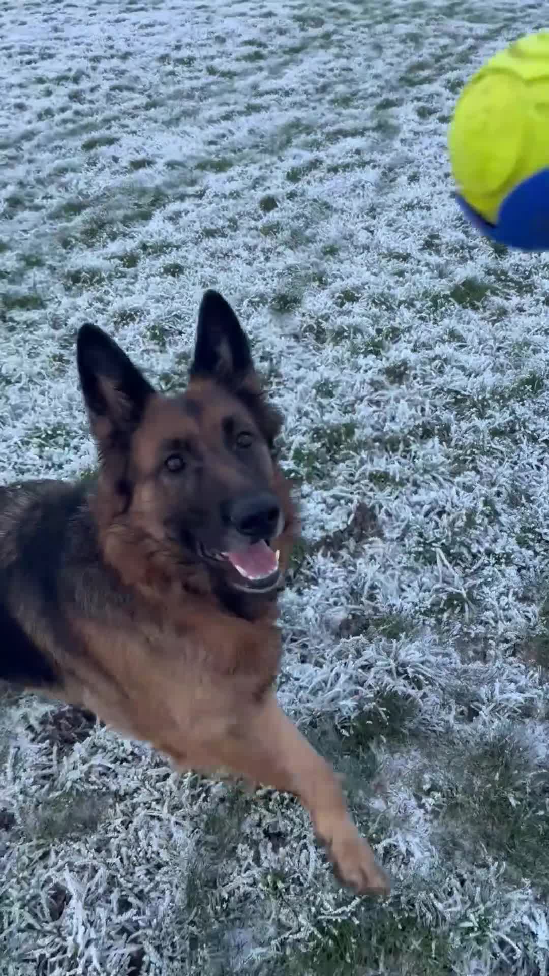 German Shepherd dogs for sale: Female German shepherd  - Video 2