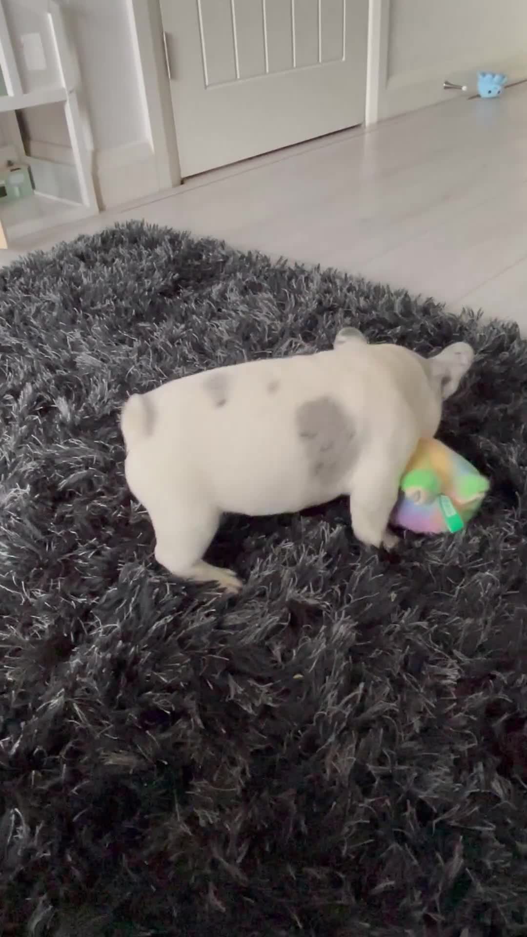 French Bulldog dogs for sale: Beautiful French bulldogs  - Video 1