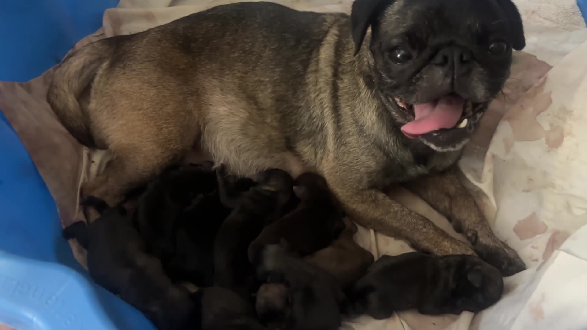 Pug dogs for sale: Pug puppies deposits taken soon ready 25/9 - Video 1