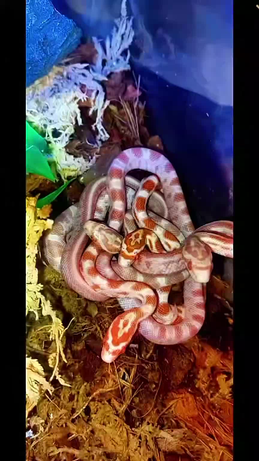 Corn Snake reptiles for sale: Corn snakes forsale 2025 corn snakes 2026 clutches - Video 2