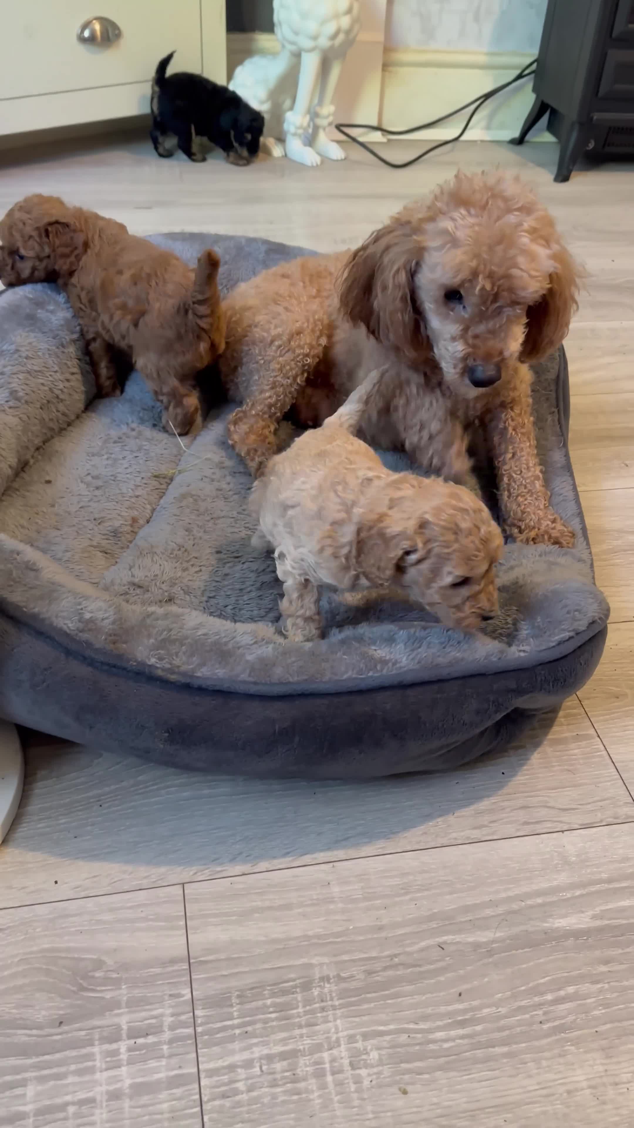 Toy Poodle dogs for sale: extensively health tested Stunning toy poodles  - Video 1